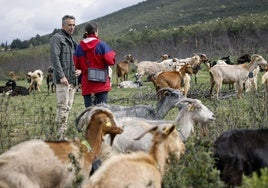 Collares con GPS para cabras, ovejas y vacas que ayudan a apagar fuegos en el campo madrileño