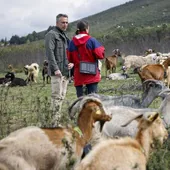 Collares con GPS para cabras, ovejas y vacas que ayudan a apagar fuegos en el campo madrileño