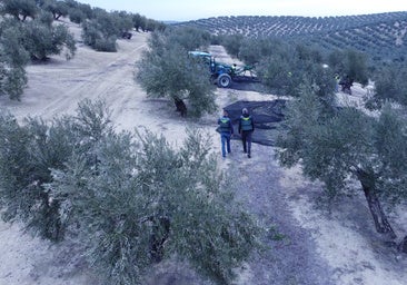 La Guardia Civil detiene a 14 personas en Córdoba por el robo de 9.000 kilos de aceituna