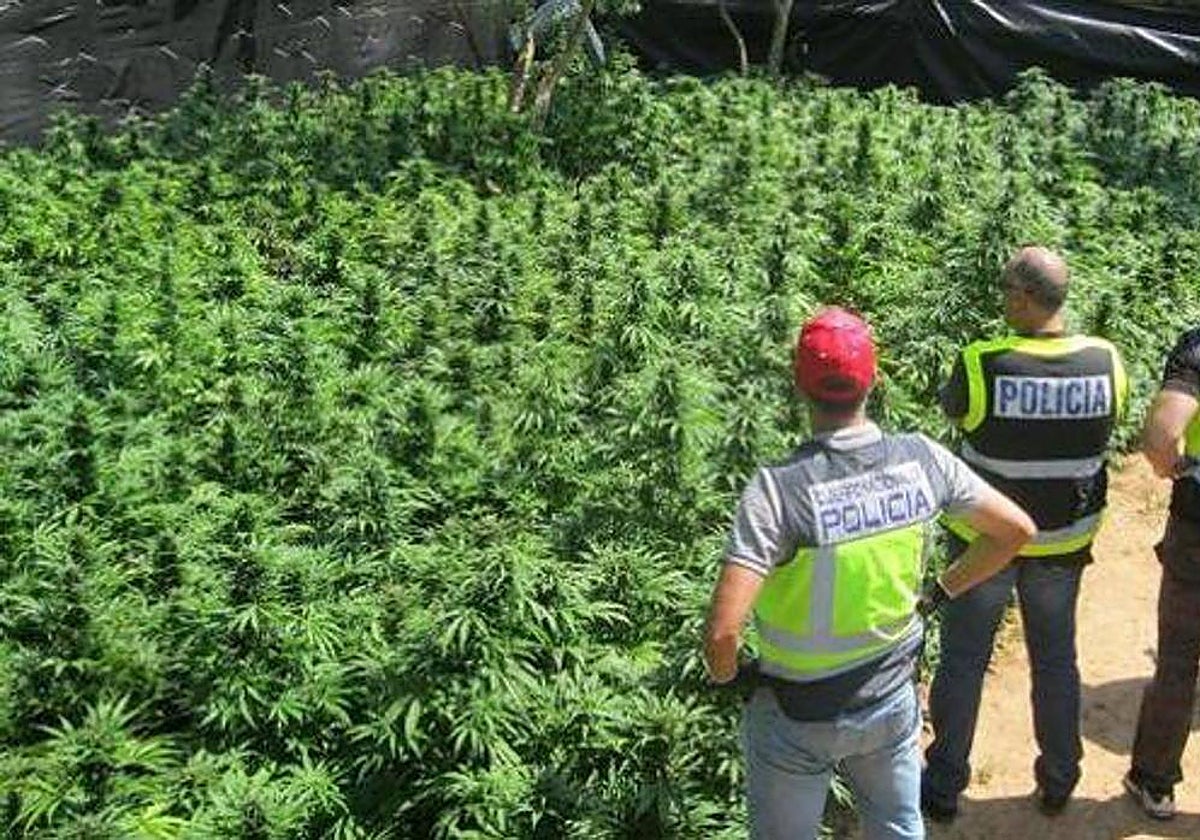Imagen de archivo de una operación de la Policía Nacional contra la marihuana en Granada
