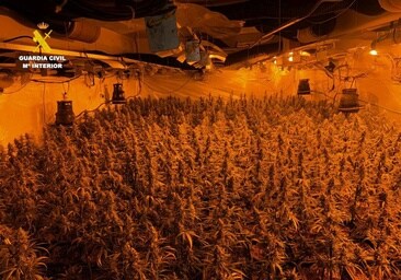 Imagen de la plantación indoor de marihuana desmantelada por la Guardia Civil en Castellón