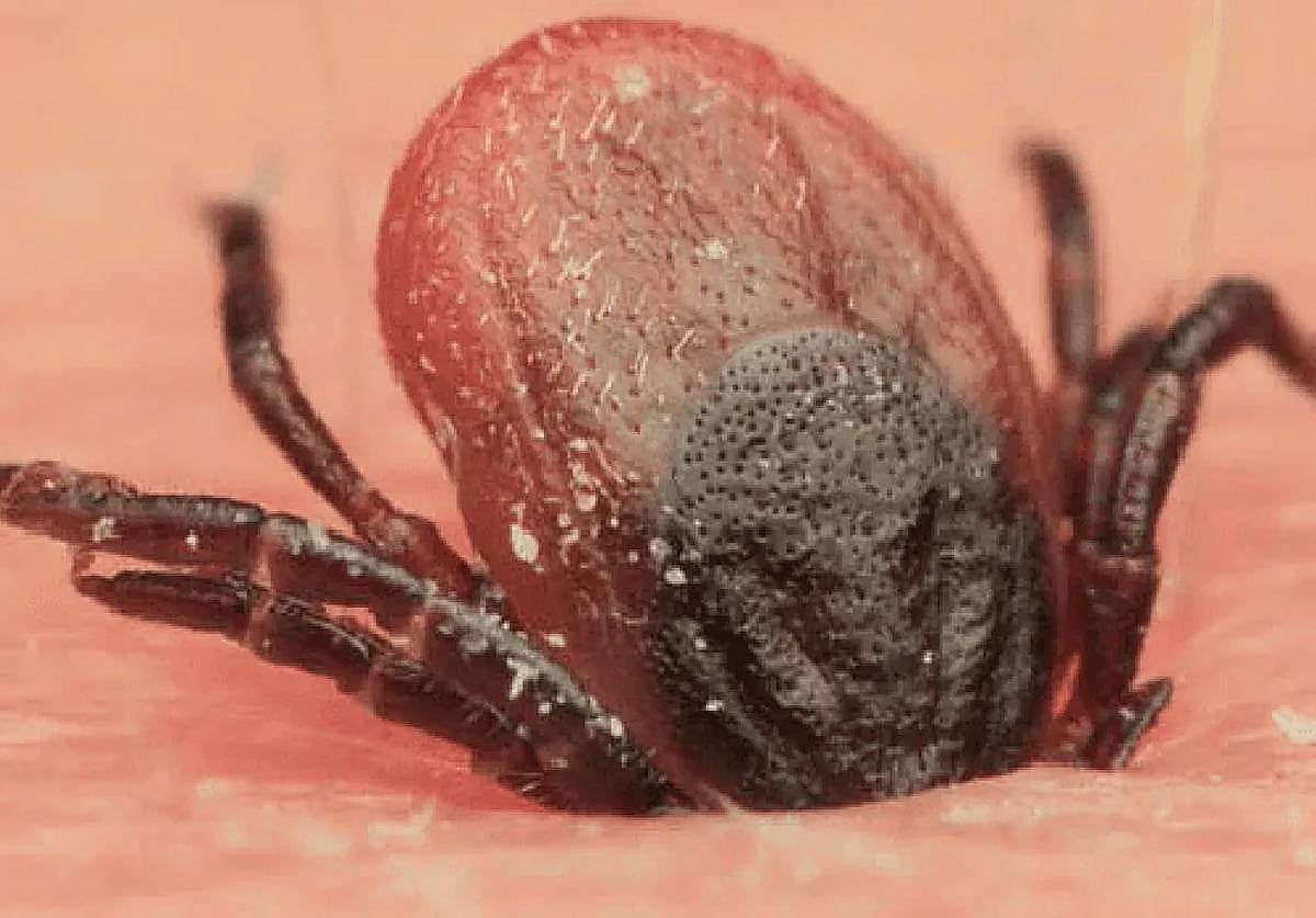 Las garrapatas son la principal fuente de trasmisión del virus