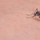 Esto es lo que debes hacer para no atraer mosquitos en casa
