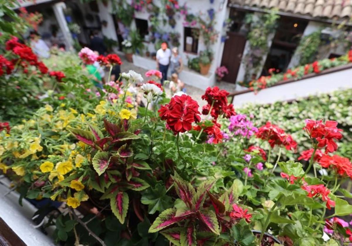 Flores de un Patio de San Basilio
