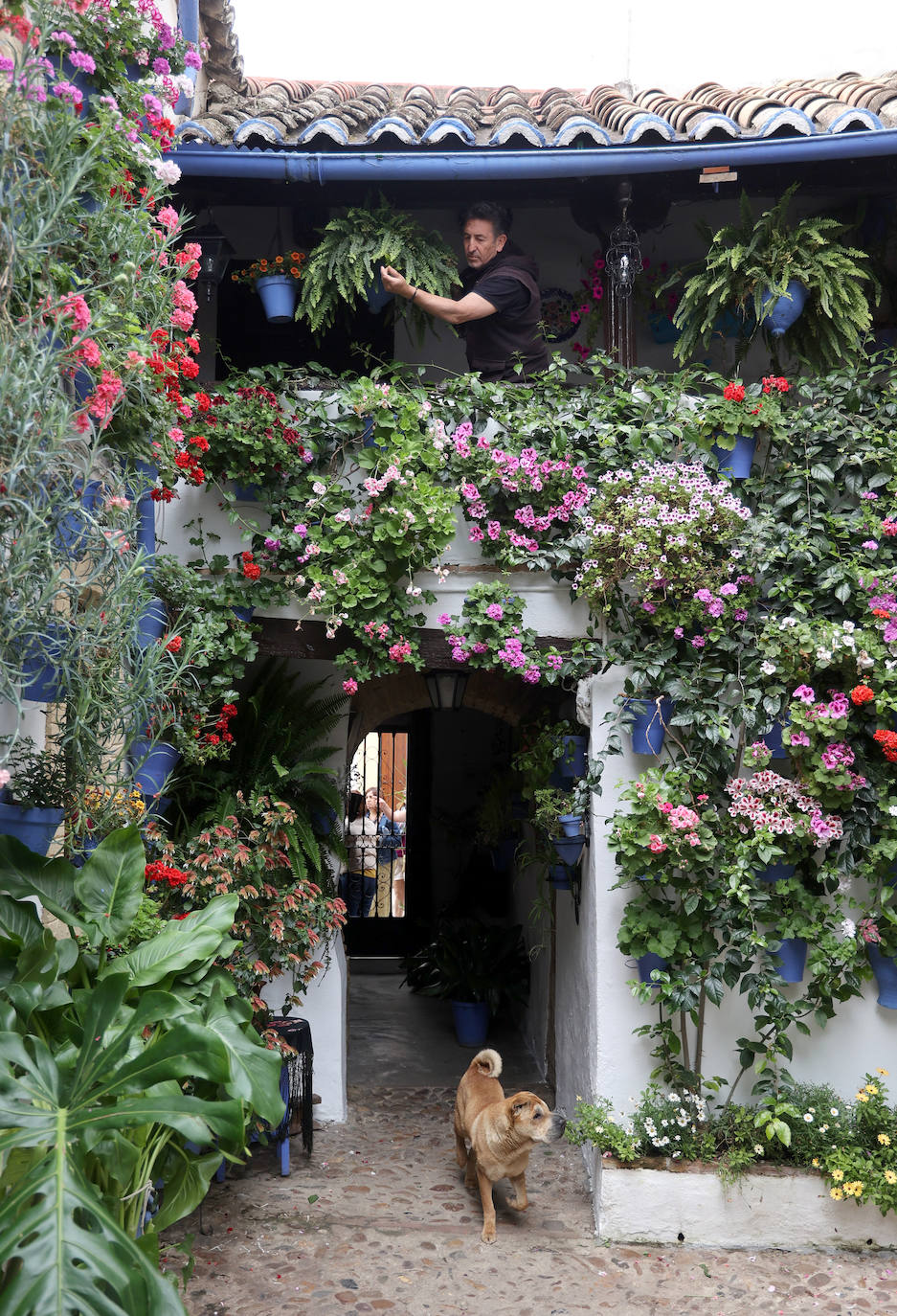 Fotos: los preparativos para el comienzo de los Patios de Córdoba
