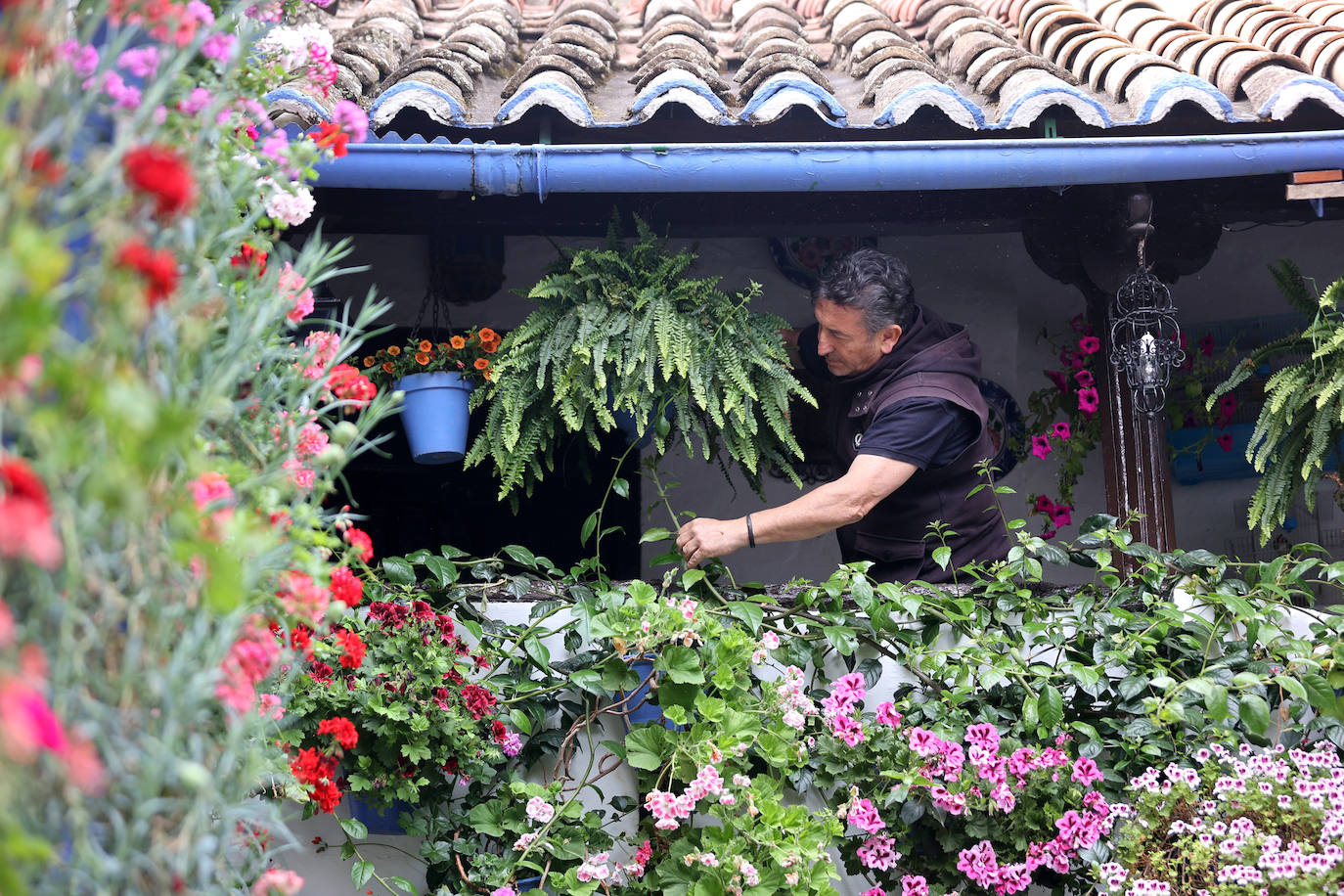Fotos: los preparativos para el comienzo de los Patios de Córdoba