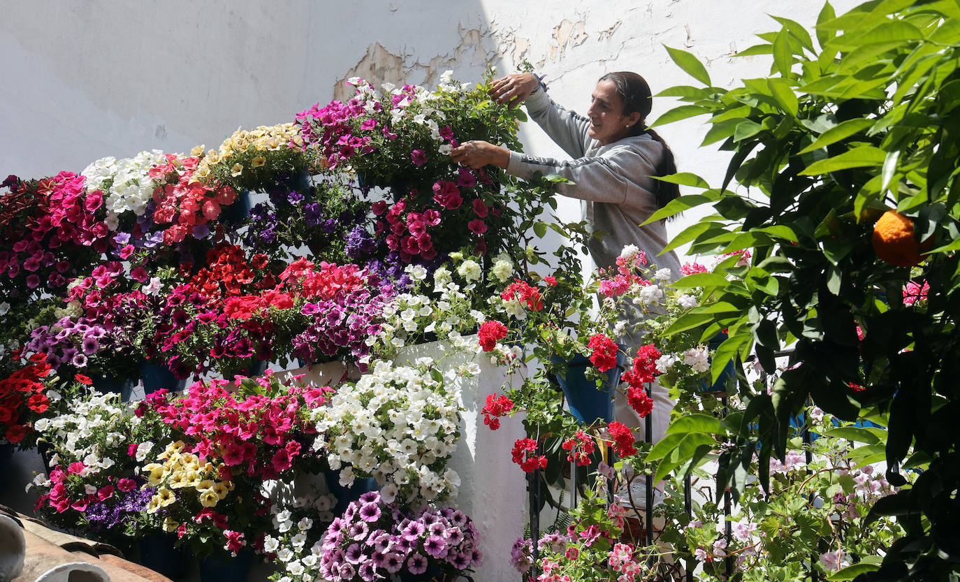 Fotos: los preparativos para el comienzo de los Patios de Córdoba