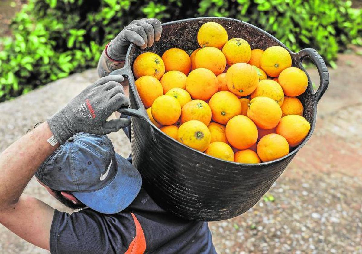 Un trabajador del campo con una espuerta cargada de naranjas