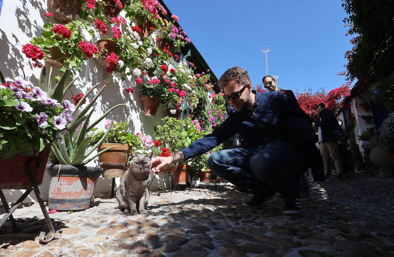 Las mejores imágenes de los Patios de Córdoba en los barrios de Santa Marina y San Agustín