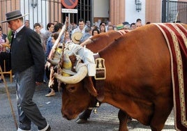 La subida de la tasa de bueyes por Almonte desata otra polémica antes de la romería del Rocío