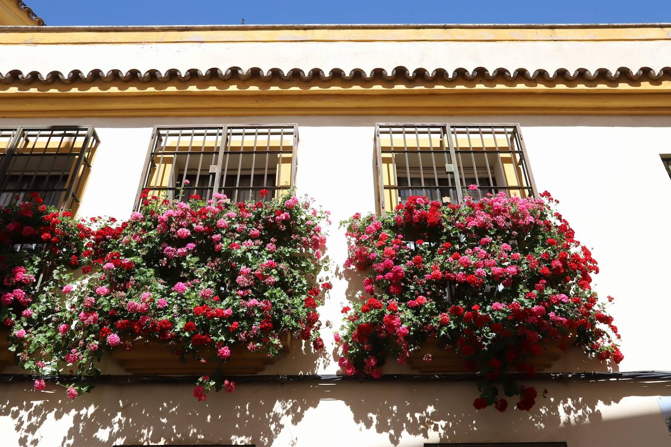 Fotos: Los bellos primeros premios del Concurso de Rejas y Balcones de Córdoba 2024