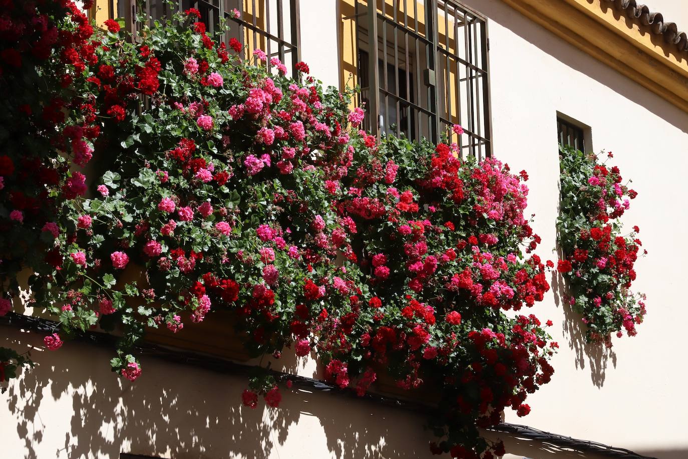 Fotos: Los bellos primeros premios del Concurso de Rejas y Balcones de Córdoba 2024