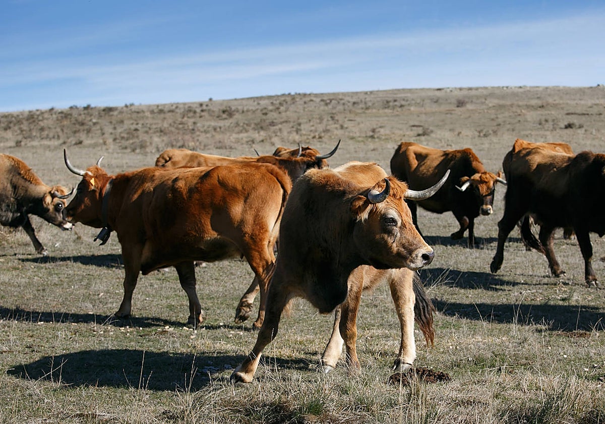 Vacas, en una imagen de archivo