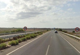 Más de 4.000 plantas para reverdecer las carreteras de Andalucía Occidental