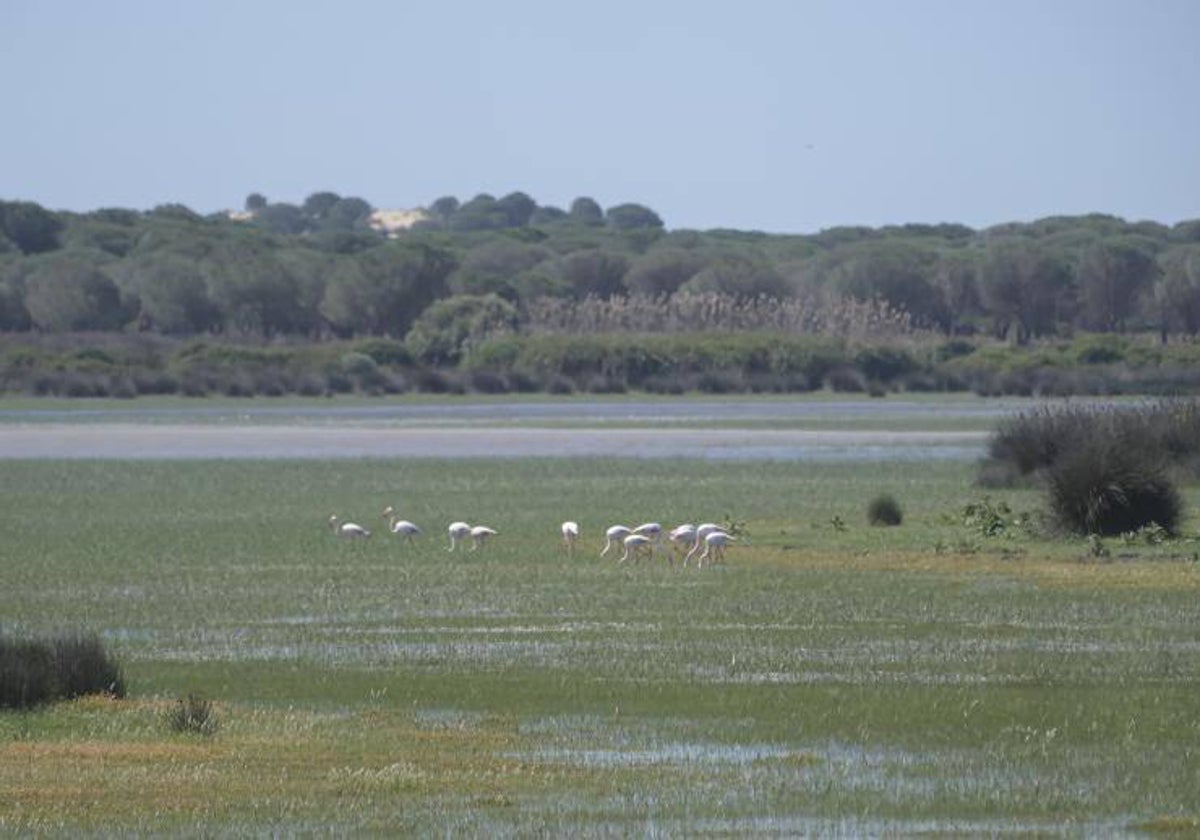 Parque Nacional de Doñana