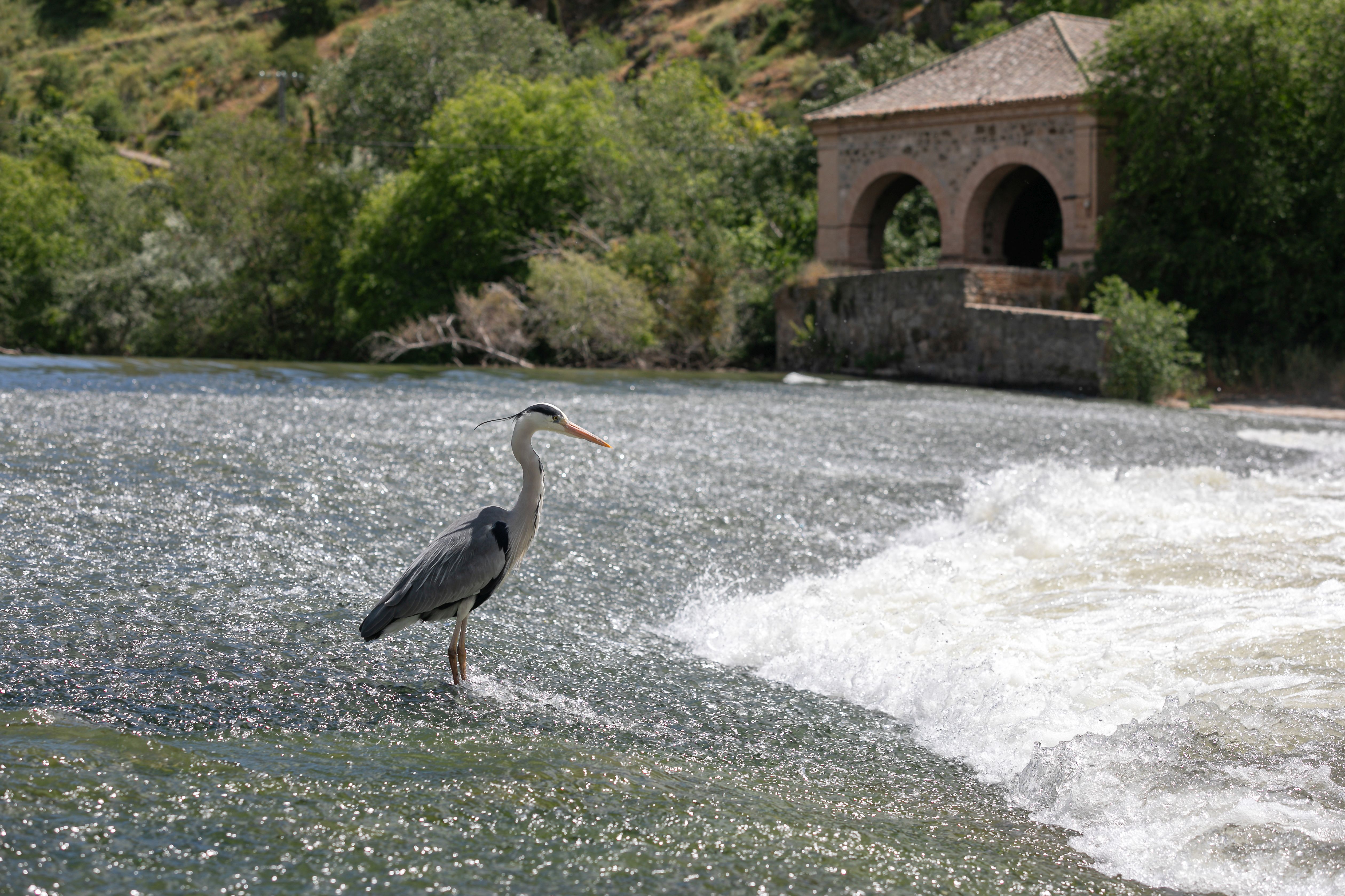 El exiguo caudal del Tajo a su por Toledo en mayo de 2024, en imágenes