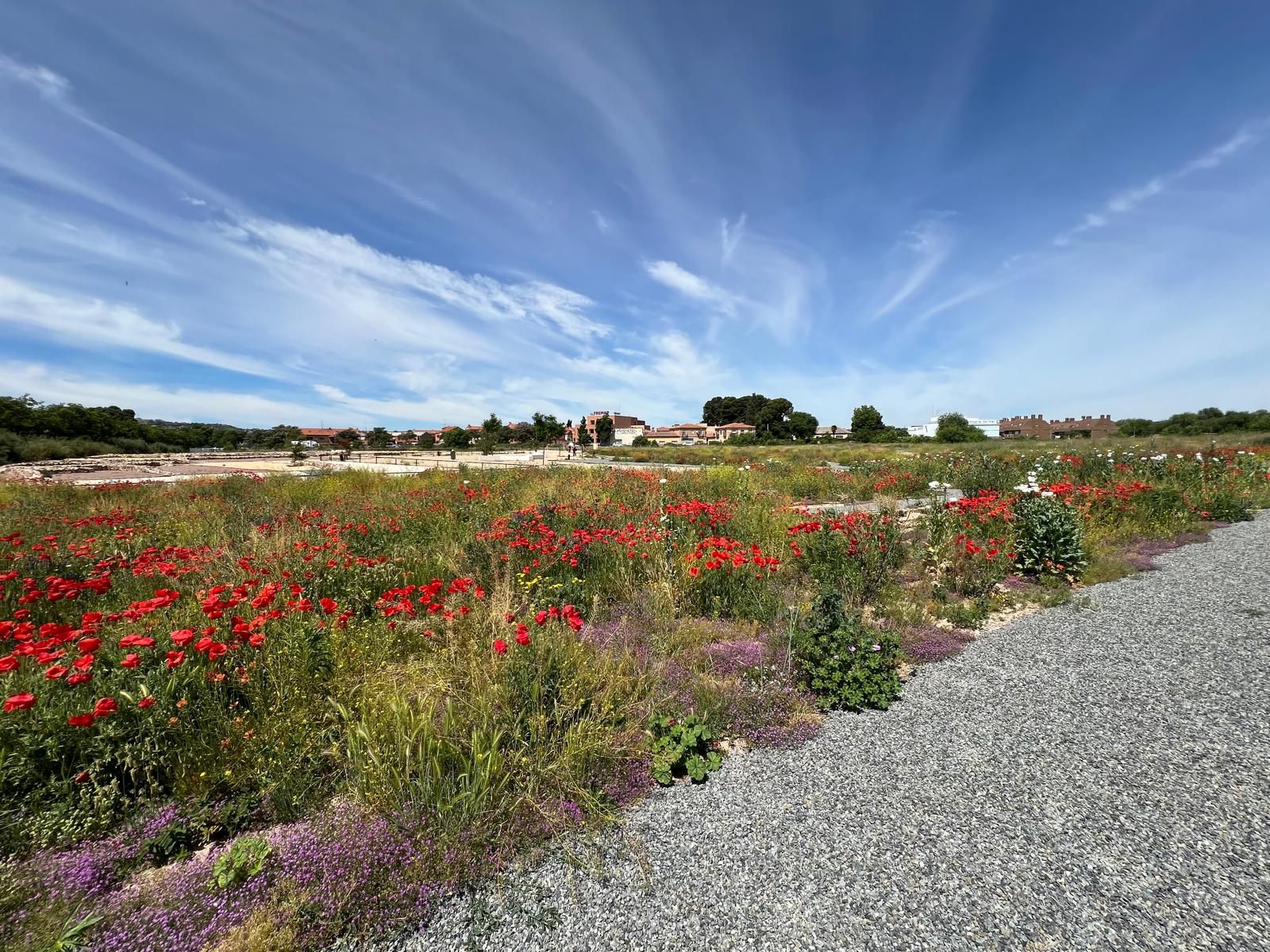 El PSOE denuncia el abandono del nuevo parque de la Vega Baja