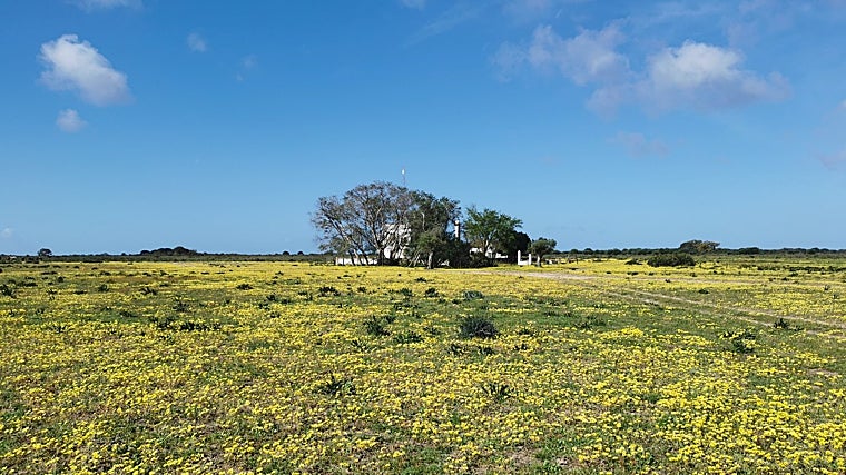Imagen de Doñana invadida por la margarita africana