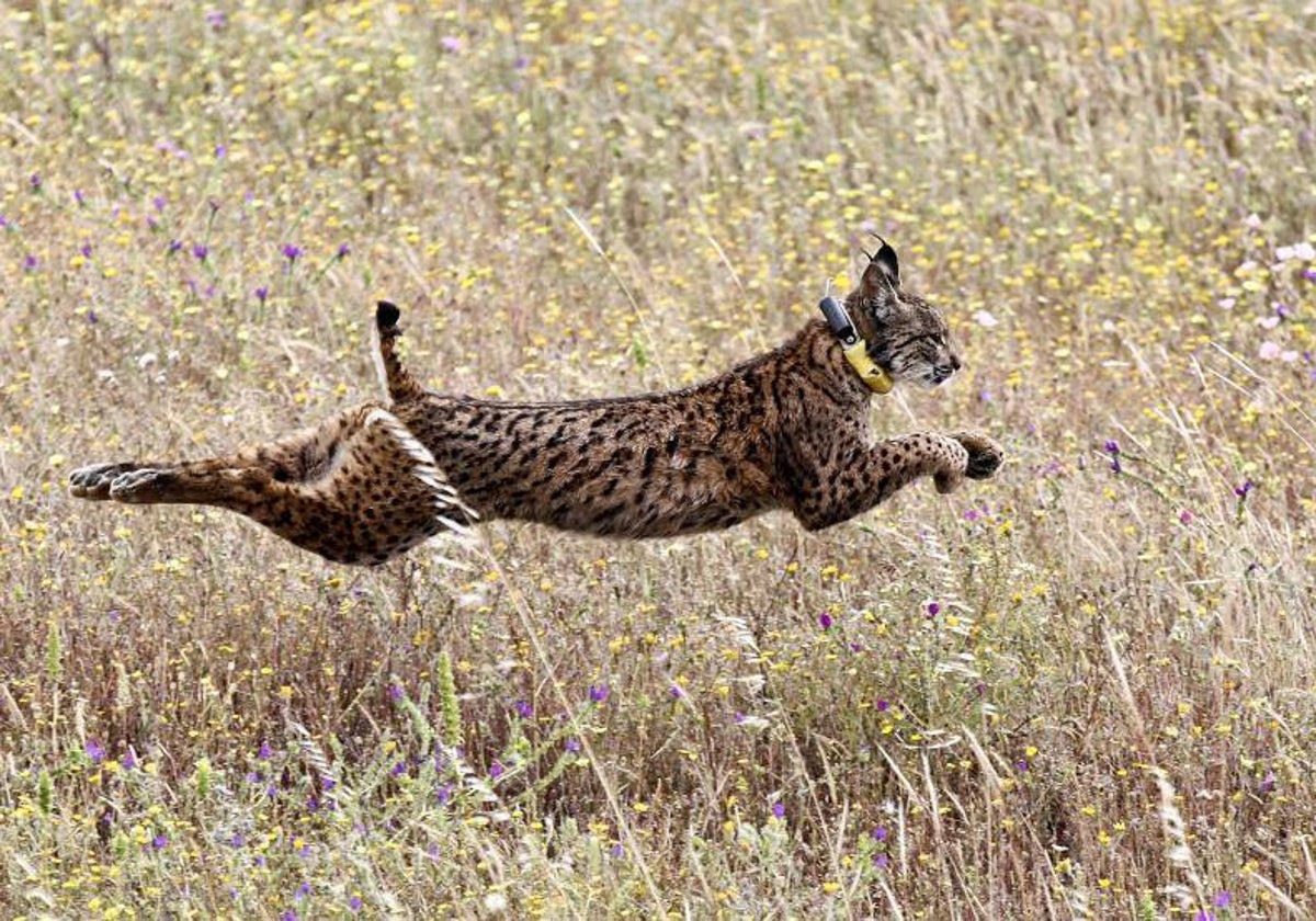 Un lince ibérico