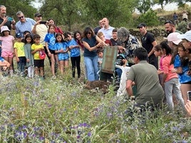 Castilla-La Mancha, con 715 ejemplares, aglutina el 35 por ciento de linces ibéricos de la Península Ibérica