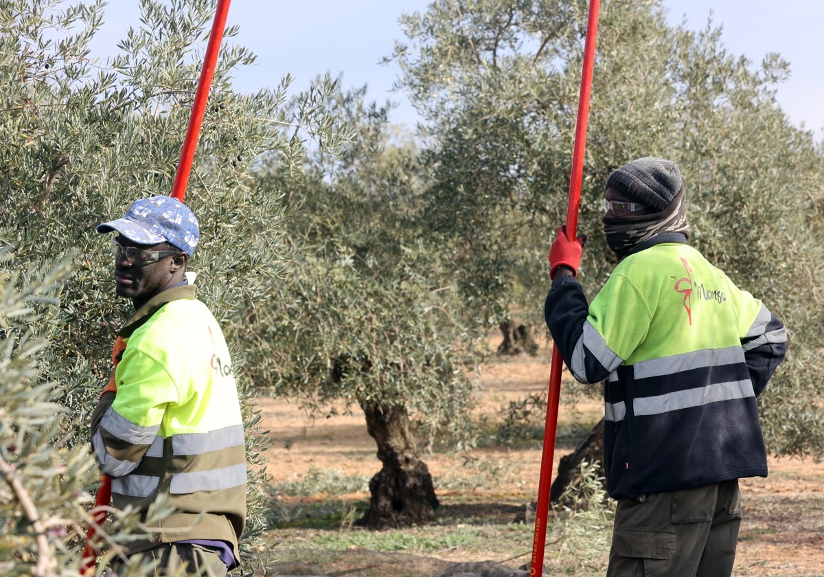 Dos trabajadores extranjeros recogen aceitunas en diciembre en Puente Genil