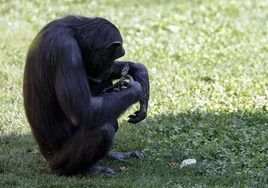 Natalia, la chimpancé del Bioparc de Valencia, sostiene el cuerpo de su cría ya fallecida hace cerca de tres meses