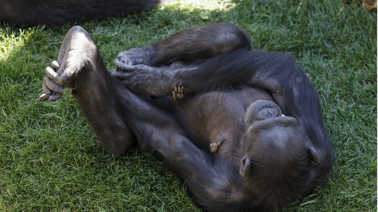 Natalia, la chimpancé del Bioparc de Valencia, acaricia la mano de su cría ya fallecida