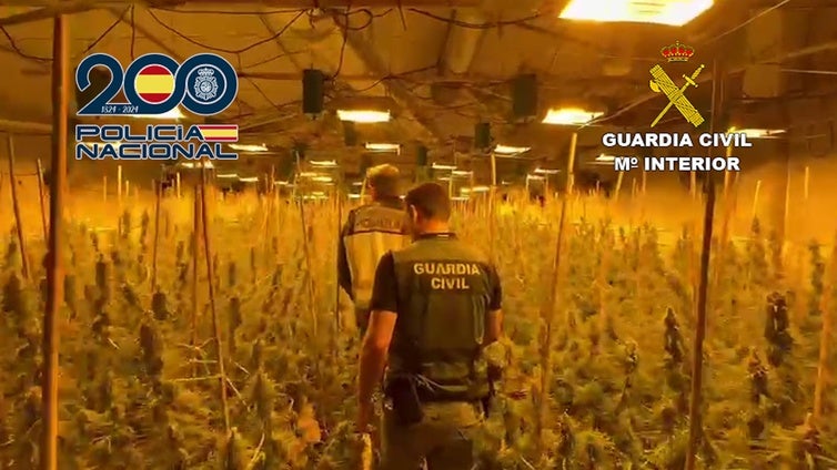 Policía Nacional y Guardia Civil desmantelan una 'selva' de mil plantas de marihuana en Valencia