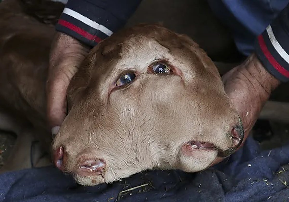 El ternero ha nacido en la comarca zamorana de Sayago