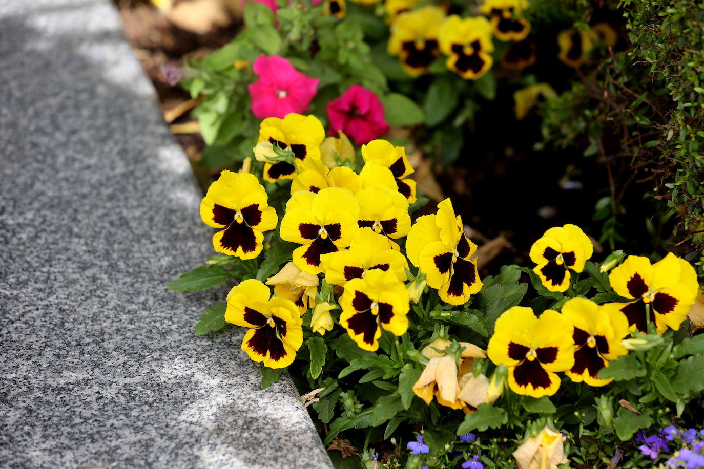 Fotos: la nueva plaza de Las Tendillas, al detalle tras cumplir 25 años