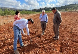 Agricultores y municipios alicantinos recurren a riegos de socorro tras perder millones de kilos de uva por la sequía y la «fauna salvaje»