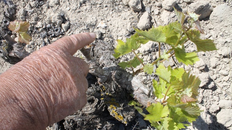 Un agricultor muestra los estragos de la falta de agua junto a una cepa.