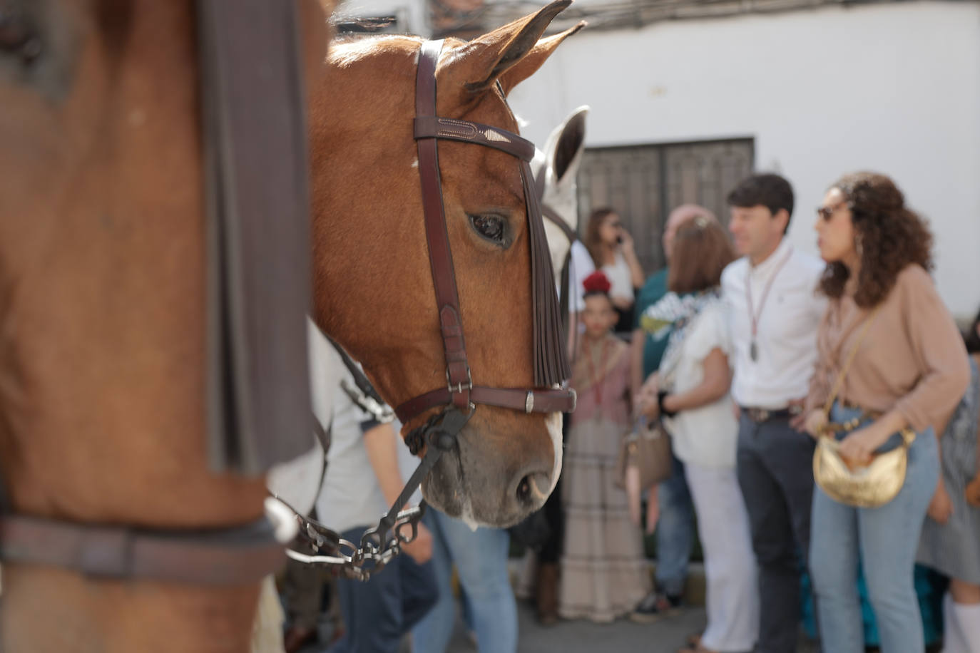La Hermandad de Coria del Río ha iniciado hoy martes su peregrinación hacia la aldea del Rocío 