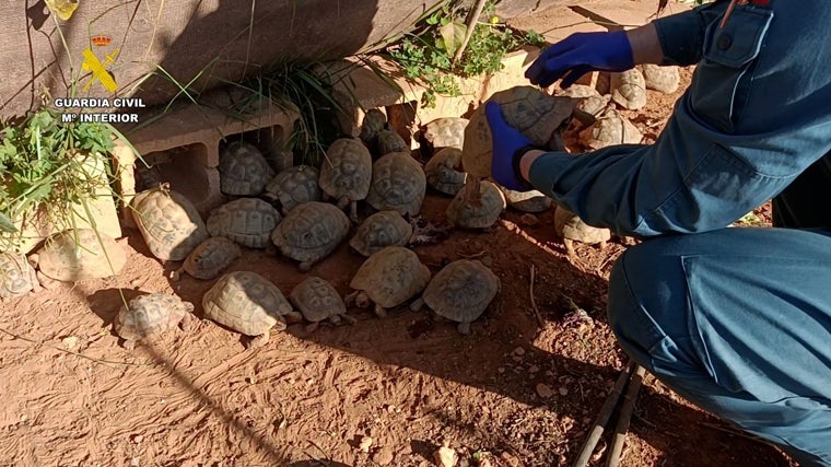 Imagen de algunos de los ejemplares de tortugas moras hallados por la Guardia Civil en la provincia de Valencia