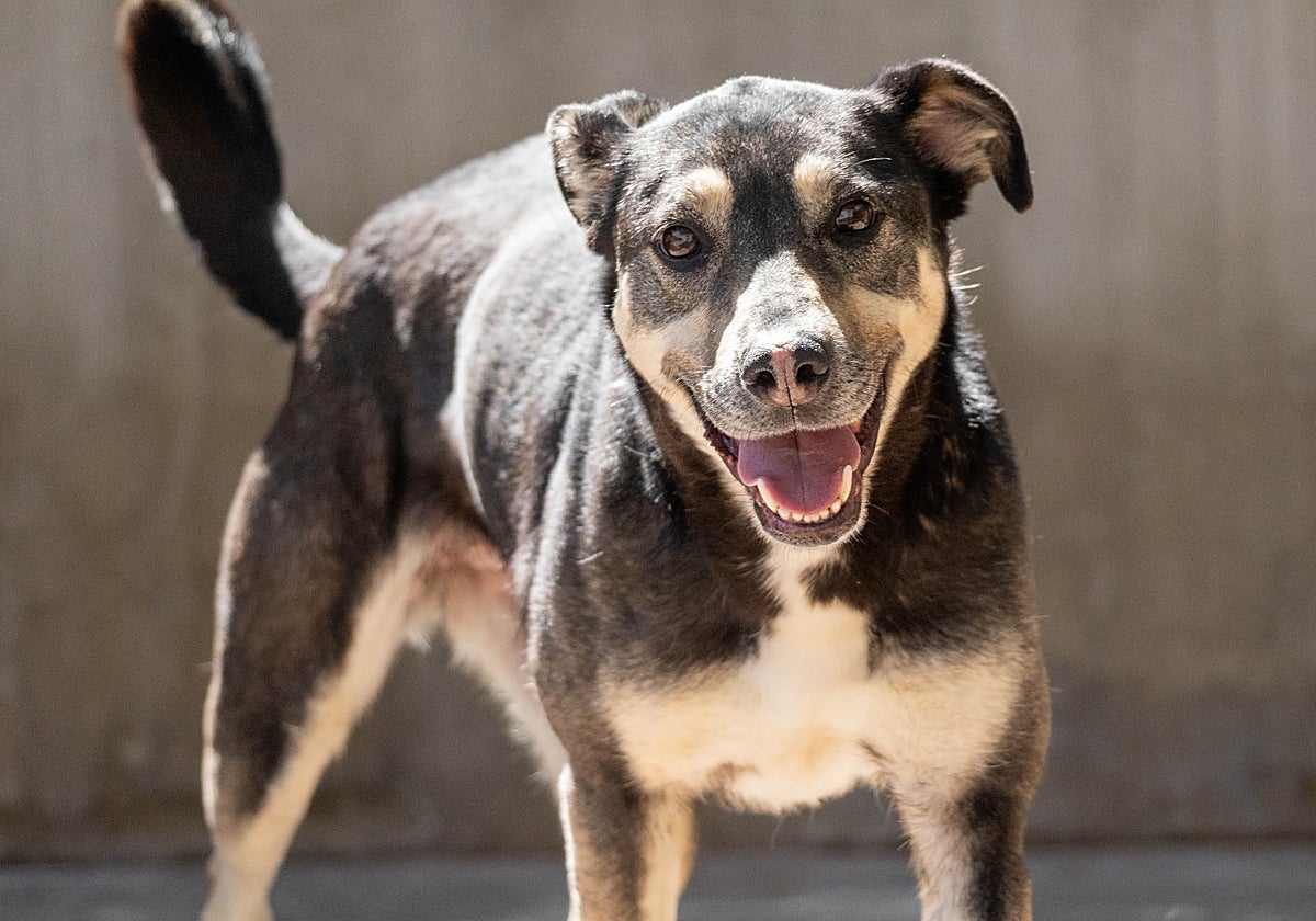 Cami, uno de los protagonistas del 24 desfile solidario de perros en busca de un hogar organizado por la Fundación BIOPARC y la protectora AUPA