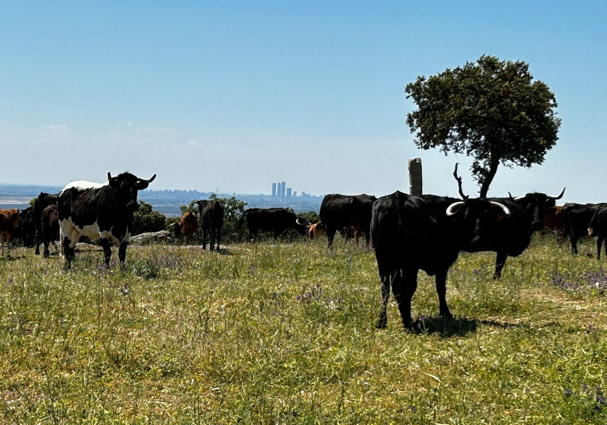 Explotación de toro bravo cerca de Madrid