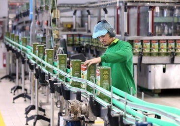El aceite de oliva afronta un escenario inédito con un enlace de campaña muy reducido