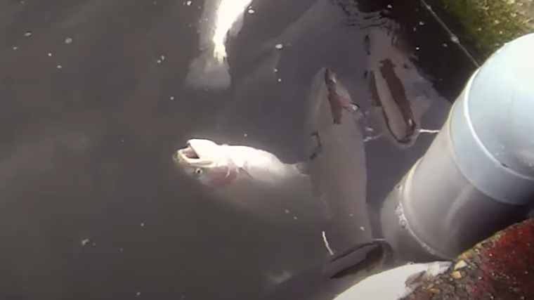 Las duras condiciones con las que matan a peces para consumo humano en una piscifactoría de Guadalajara