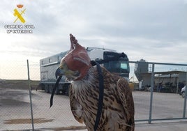 Investigan a un cazador furtivo que abatía aves en la Albufera de Valencia y lo subía a redes sociales