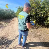 Un empresario estafa a agricultores en Alicante: compró 8.300 kilos de limones con cheques sin fondos