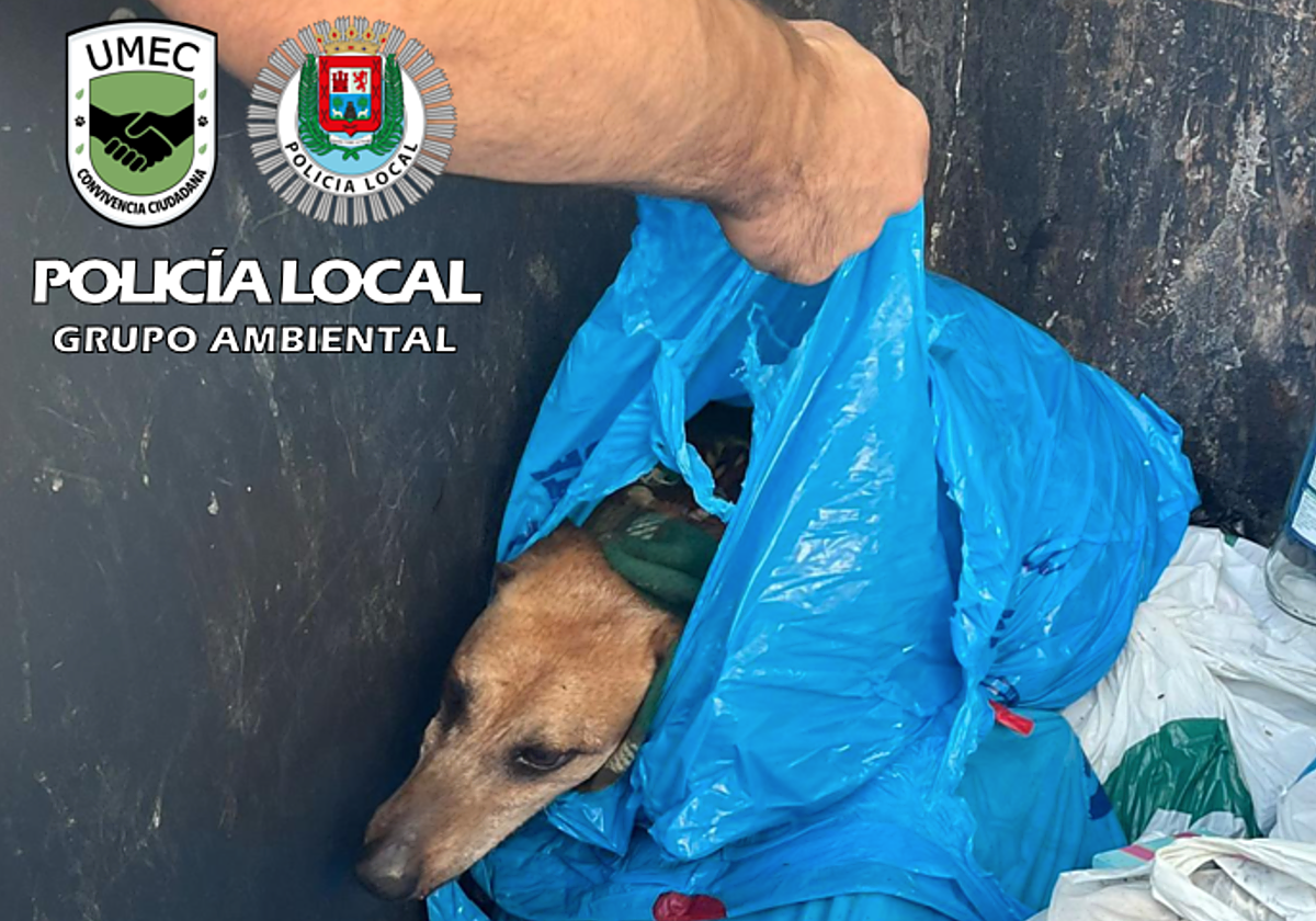 El perro fue rescatado cuando un vecino escuchó el llanto
