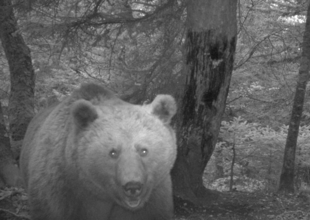 El oso autor del ataque