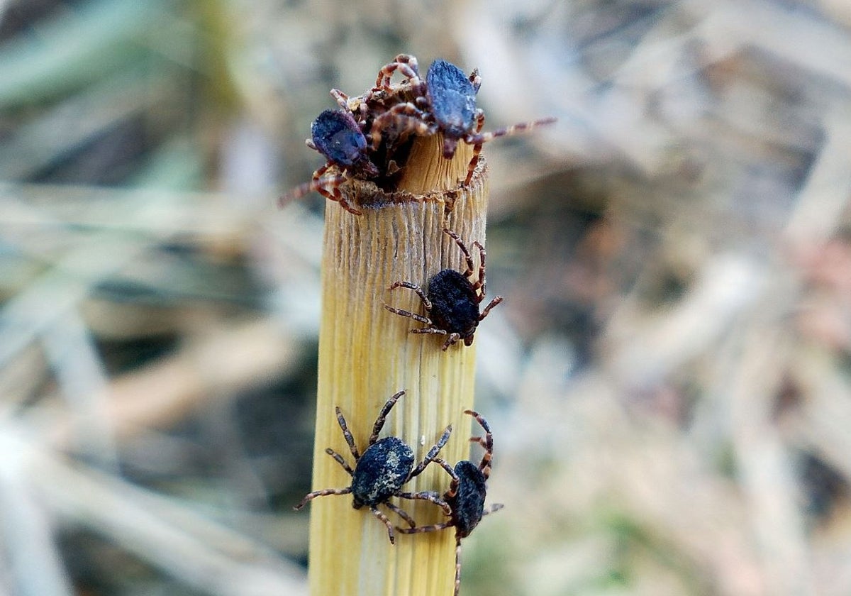 Varios ejemplares de esta especie invasora