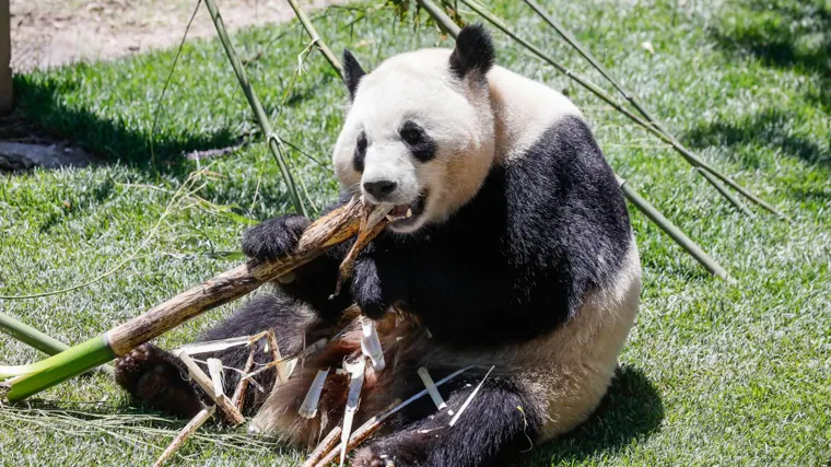 Jin Xi y Zhu Yu, la nueva pareja de osos panda que se instala en el zoo ...