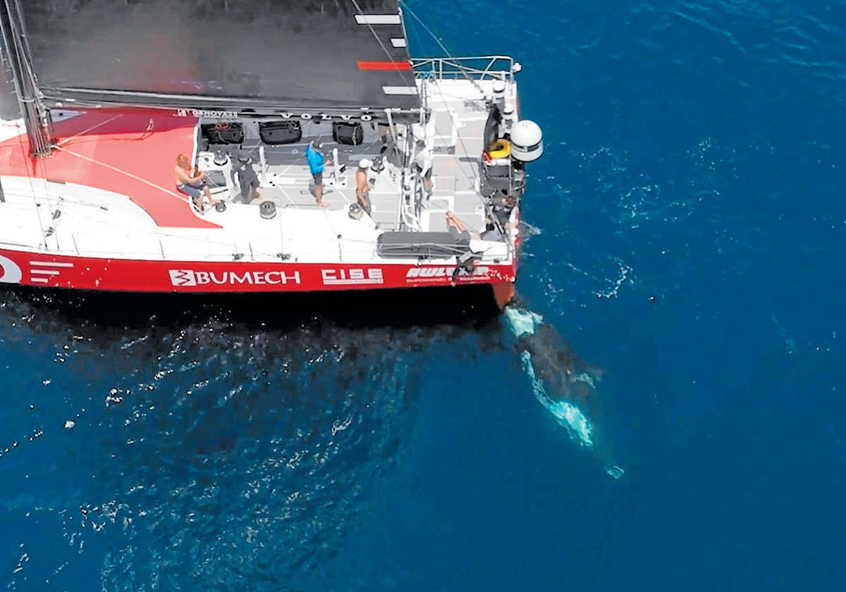 Una orca interaccionando con el timón de un barco