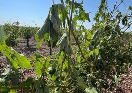 Daños superiores al 70% en explotaciones de Ciudad Real por la tormenta de agua y granizo, según Asaja