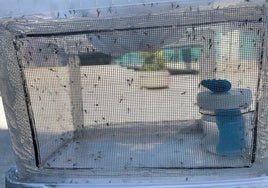 Por qué el Ayuntamiento de Valencia suelta 1,3 millones de mosquitos tigre en la ciudad