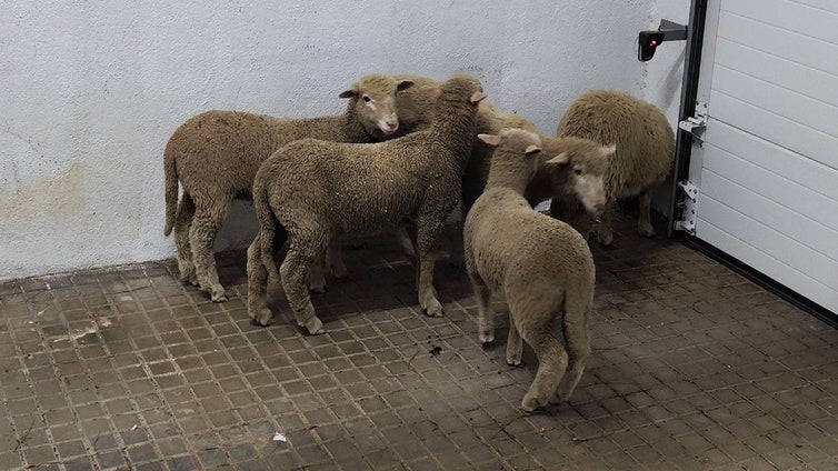 Detenido un vecino de Hinojosa del Duque por robar baterías de tractor, gasoil y corderos