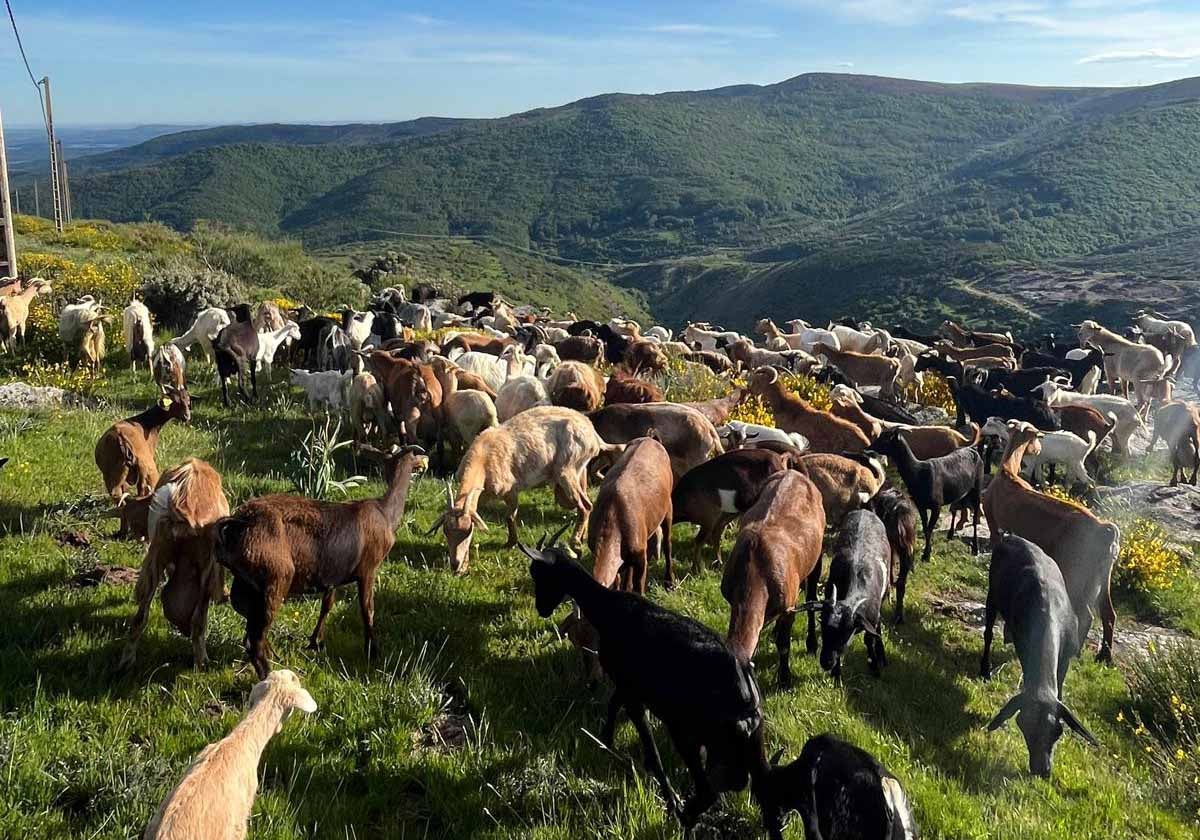 Cerca de 400 cabras, parte llegadas de la provincia de Ávila, desbrozan de modo natural el monte