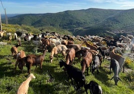 Cerca de 400 cabras desbrozan de modo natural el monte de Brañosera (Palencia)